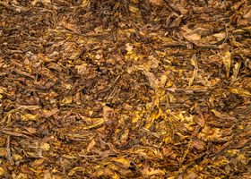 Cover photograph: leaf mould and autumn soil